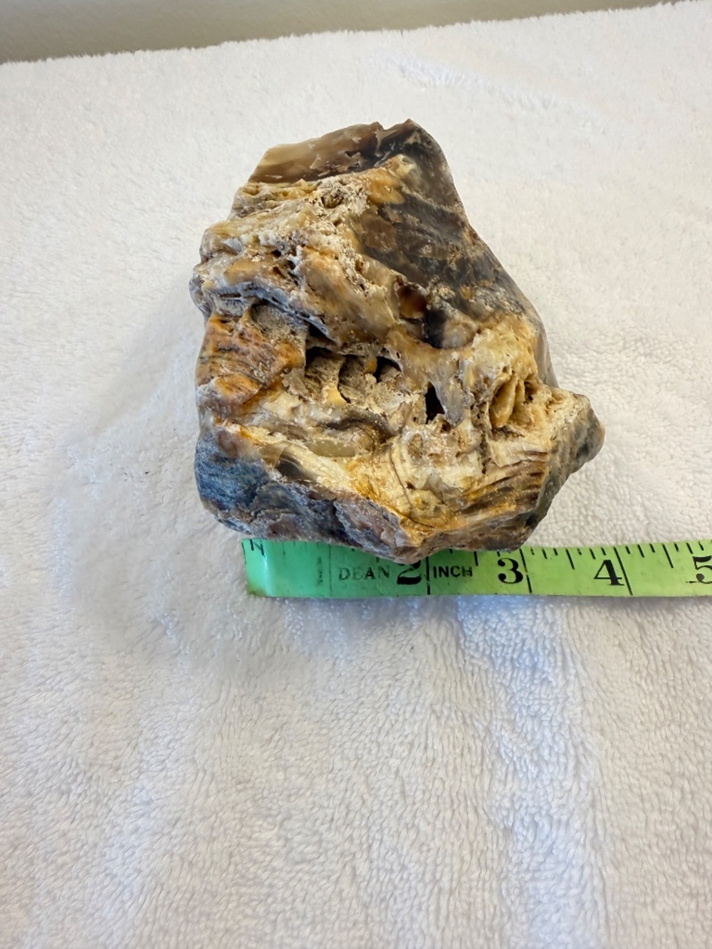 Where Is This From? Big Specimen of Petrified Wood - Picture 8 of 10